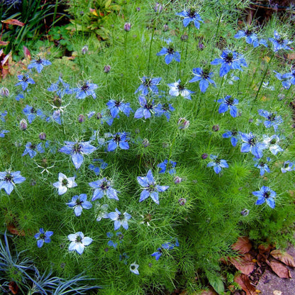 Love In A Mist Seeds