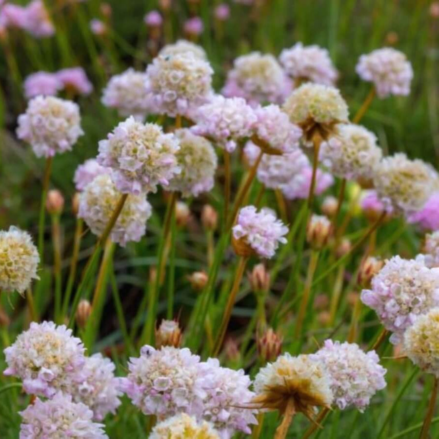 Low Growing Flower Plants Seeds