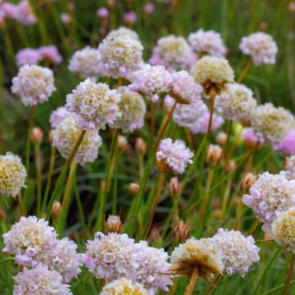 Low Growing Flower Plants Seeds