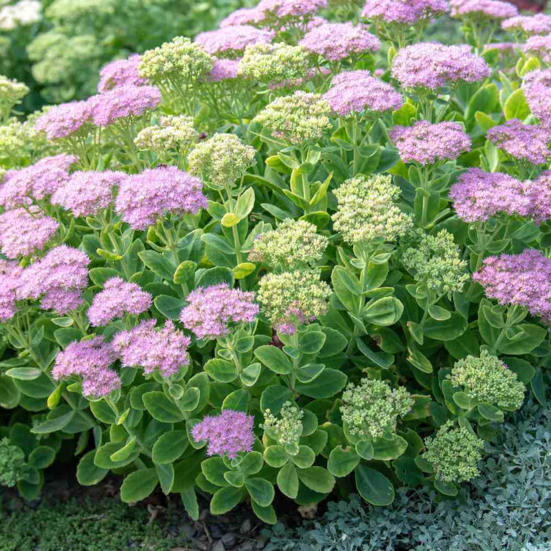Low Growing Flower Plants Seeds
