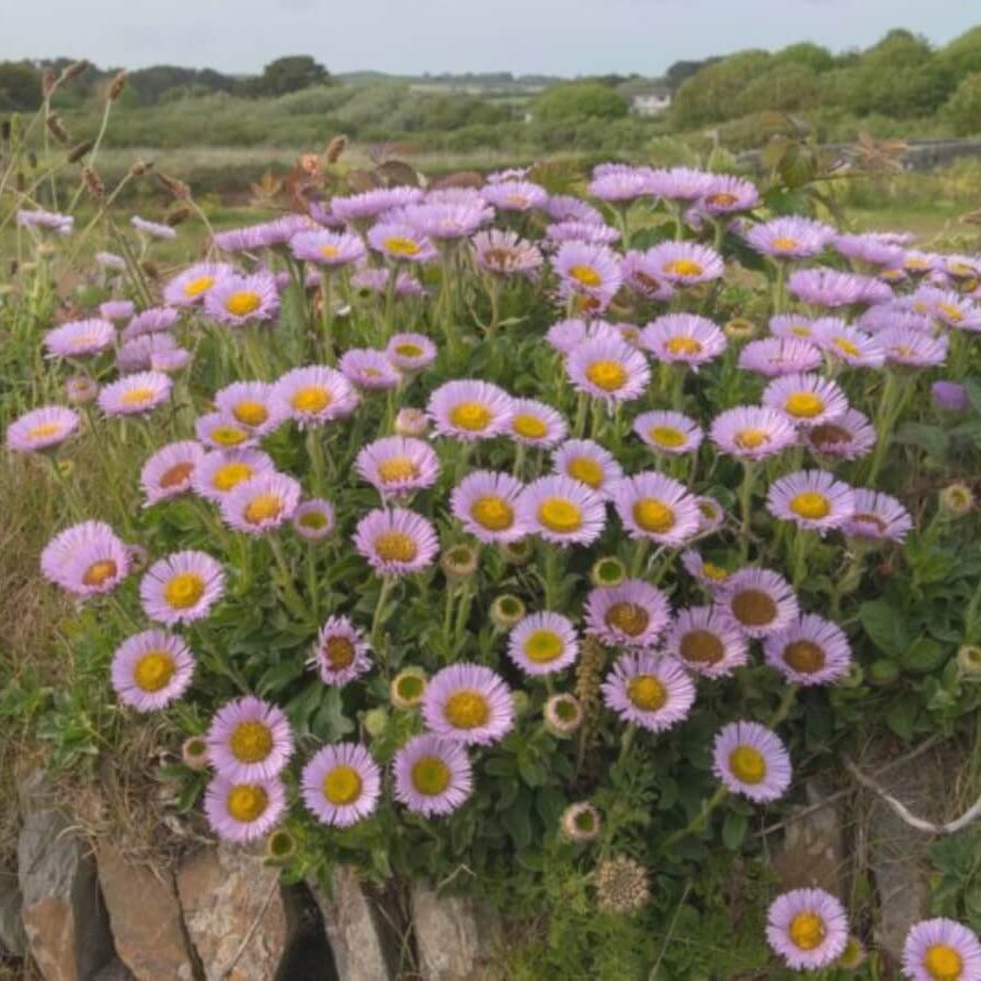 Low Growing Flower Plants Seeds