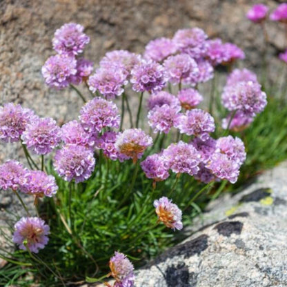 Low Growing Flower Plants Seeds