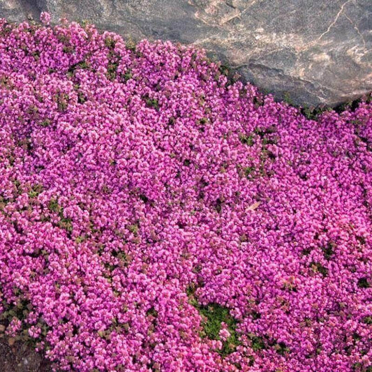 Low Growing Herb Lawn seeds