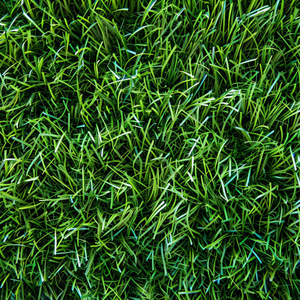 Low Maintenance Lawn Seeds