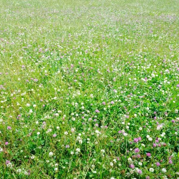 Low Maintenance Lawn Seeds