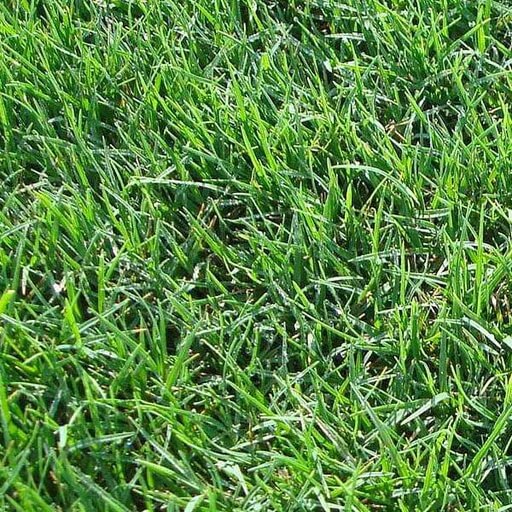 Low Maintenance Lawn Seeds