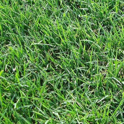 Low Maintenance Lawn Seeds