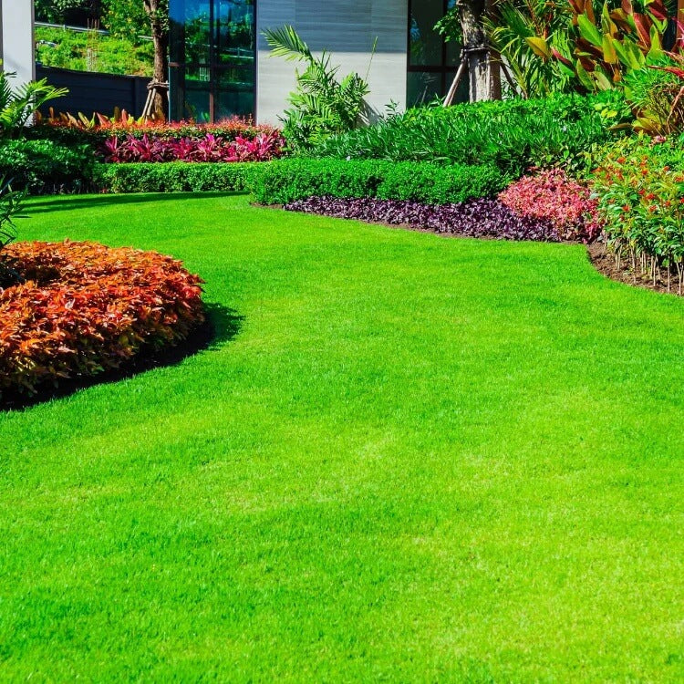 Low Maintenance Lawn seeds