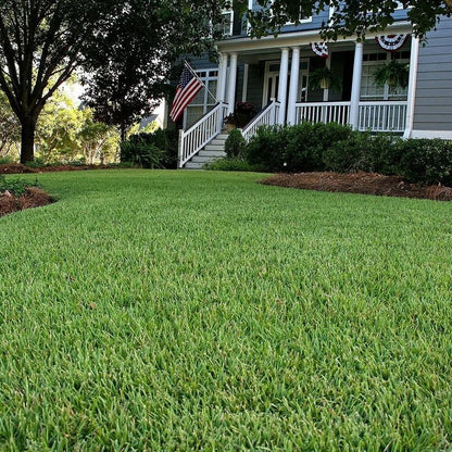 Low Maintenance Lawn seeds