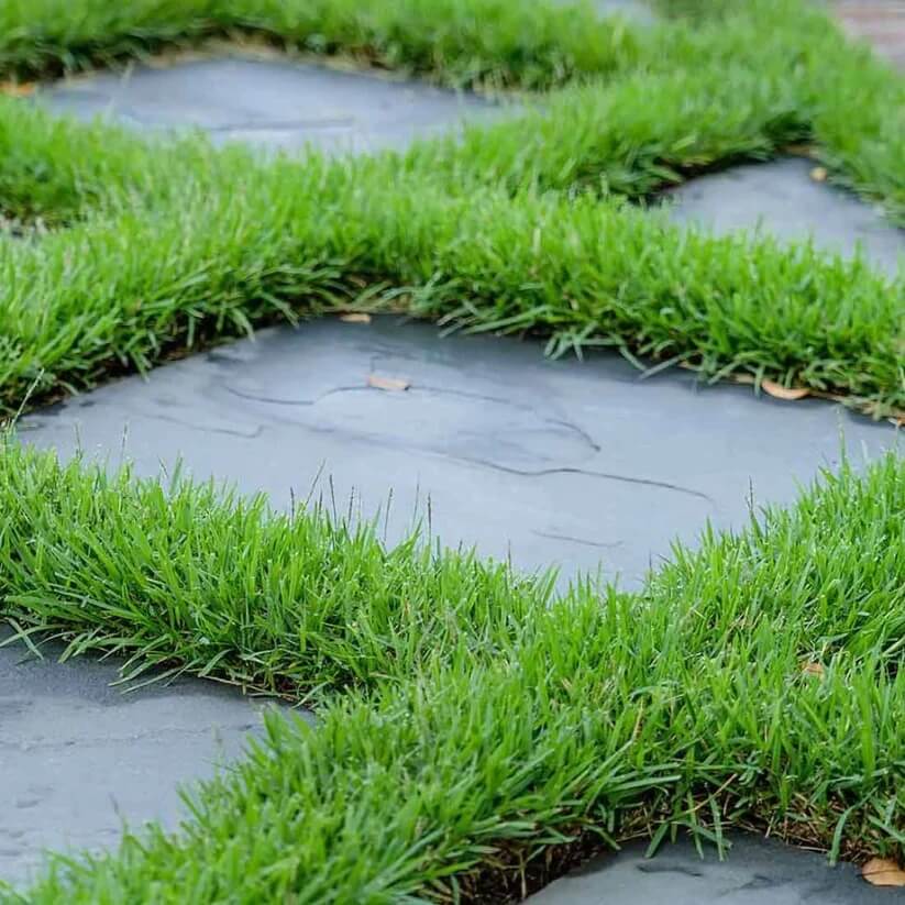 Low Maintenance Lawn seeds