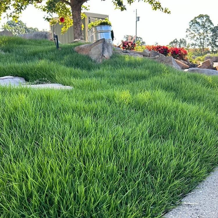 Low Maintenance Lawn seeds