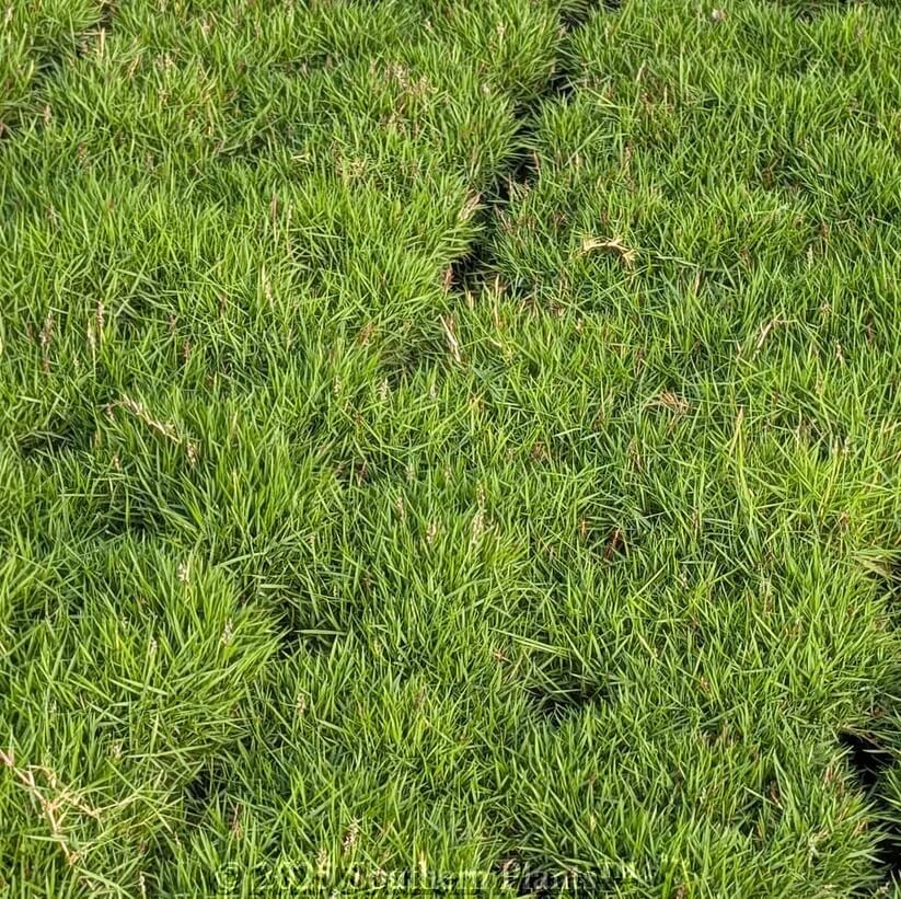 Low Maintenance Lawn seeds