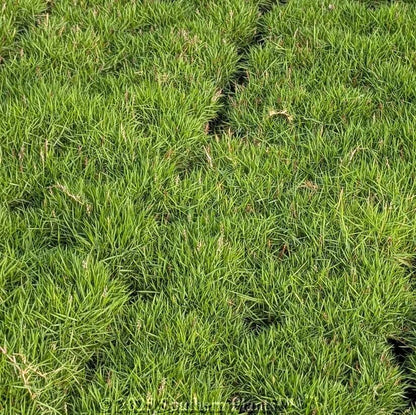 Low Maintenance Lawn seeds