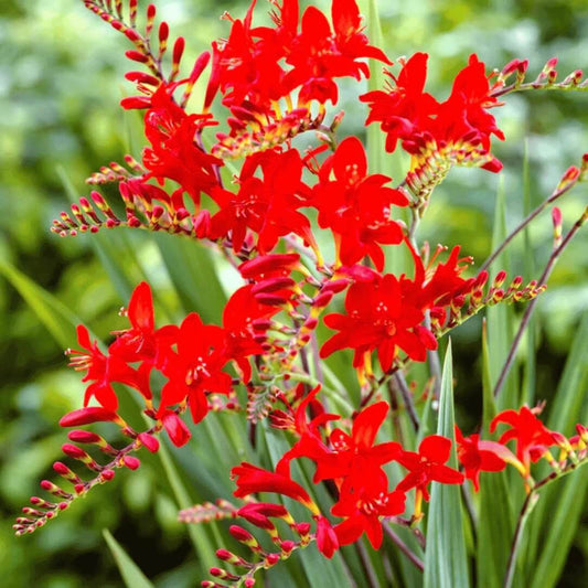 Lucifer Crocosmia Seeds