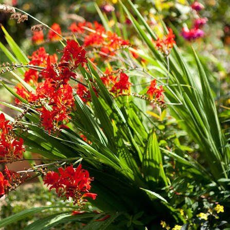 Lucifer Crocosmia Seeds