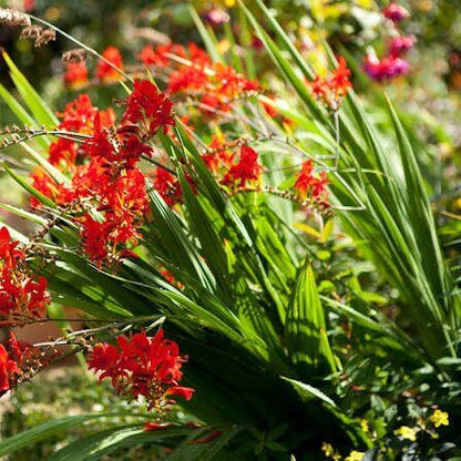 Lucifer Crocosmia Seeds