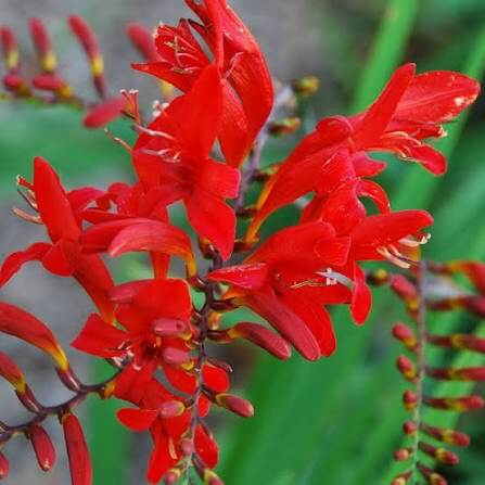 Lucifer Crocosmia Seeds