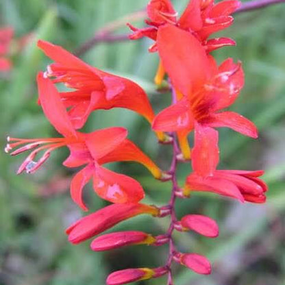 Lucifer Crocosmia Seeds