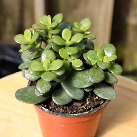 Lucky Jade Plant Seeds - Flower Plant