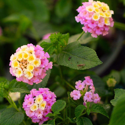 Lucky Lavender Lantana Seeds - Ornamental Plant Seeds for Home Gardens