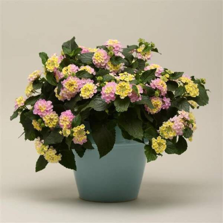 Lucky Lavender Lantana Seeds - Ornamental Plant Seeds for Home Gardens