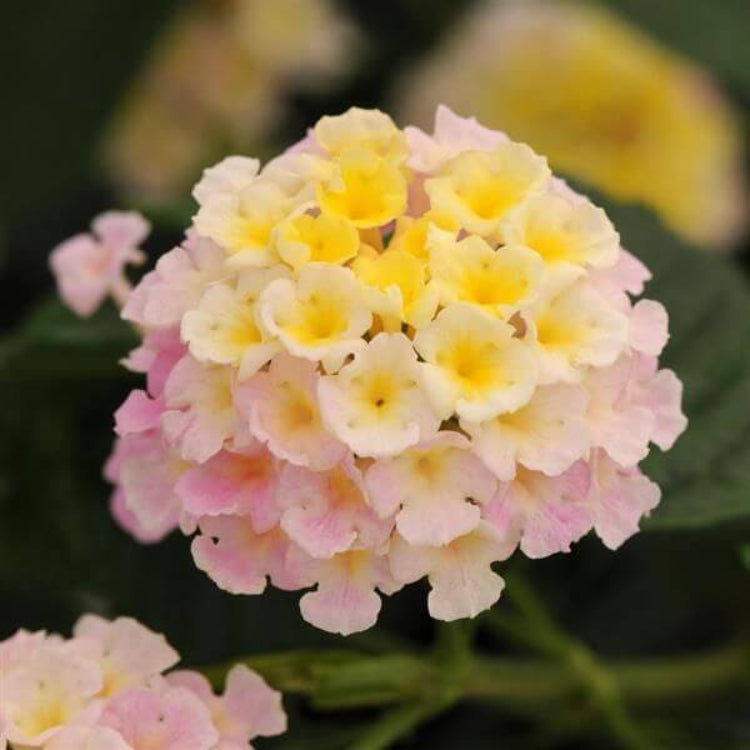 Lucky Lavender Lantana Seeds - Ornamental Plant Seeds for Home Gardens