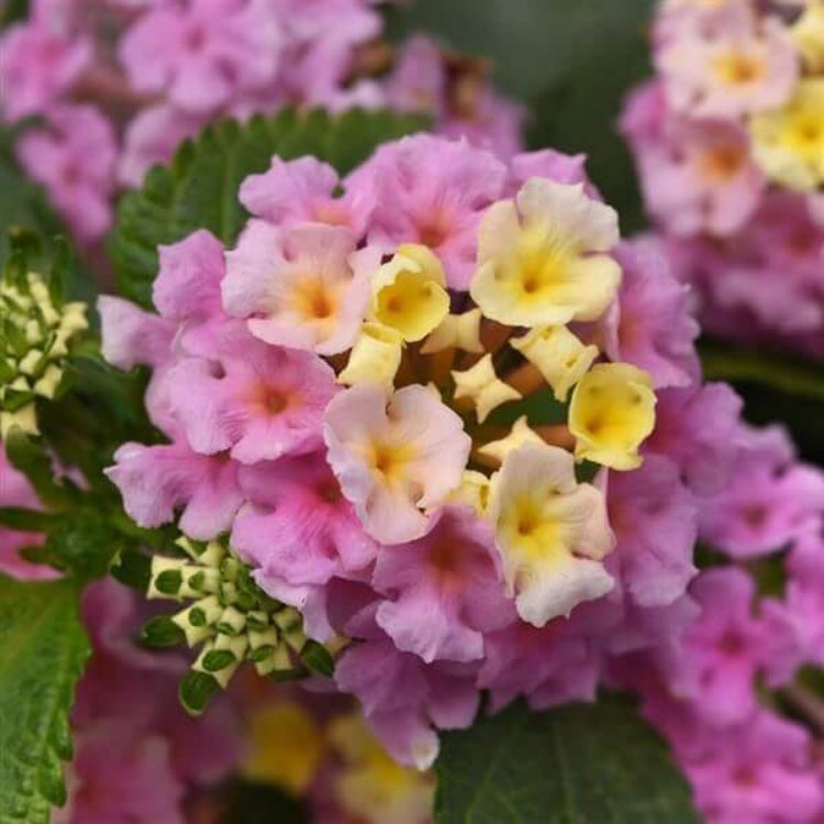 Lucky Lavender Lantana Seeds - Ornamental Plant Seeds for Home Gardens