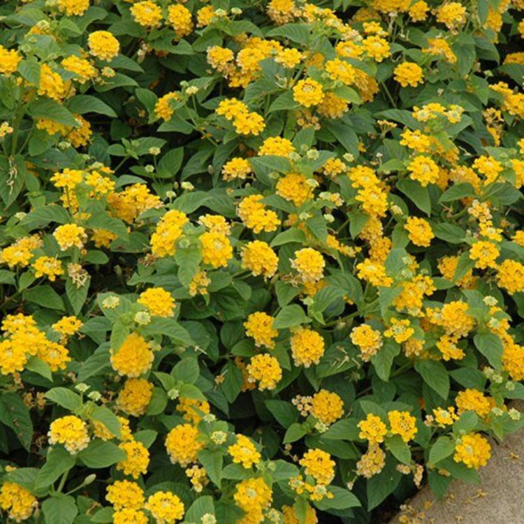 Lucky Pot of Gold Lantana Seeds - Ornamental Plant Seeds for Home Gardens