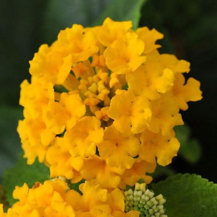 Lucky Pot of Gold Lantana Seeds - Ornamental Plant Seeds for Home Gardens