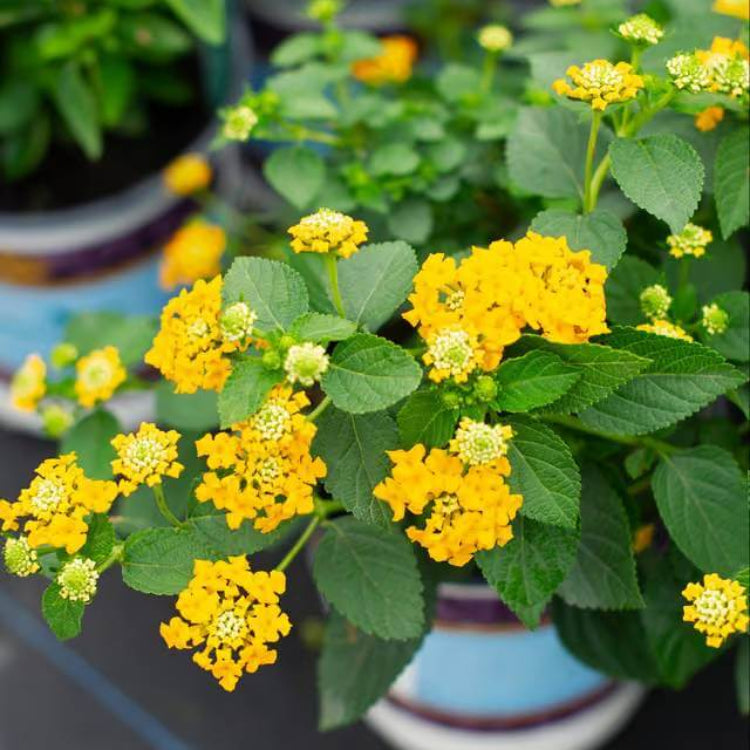 Lucky Pot of Gold Lantana Seeds - Ornamental Plant Seeds for Home Gardens