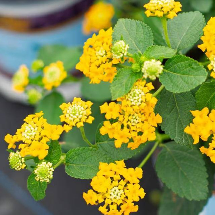 Lucky Pot of Gold Lantana Seeds - Ornamental Plant Seeds for Home Gardens