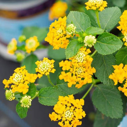 Lucky Pot of Gold Lantana Seeds - Ornamental Plant Seeds for Home Gardens