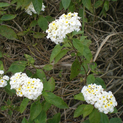 Lucky White Lantana Seeds - Ornamental Plant Seeds For Home Gardens