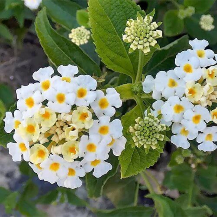 Lucky White Lantana Seeds - Ornamental Plant Seeds For Home Gardens