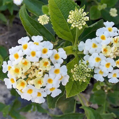 Lucky White Lantana Seeds - Ornamental Plant Seeds For Home Gardens