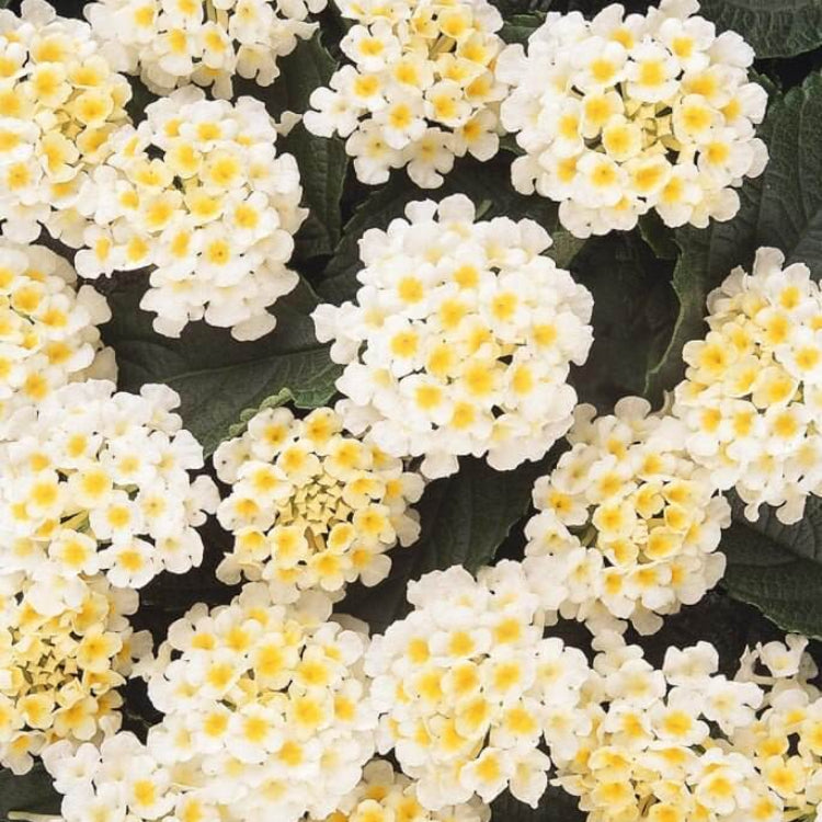 Lucky White Lantana Seeds - Ornamental Plant Seeds For Home Gardens