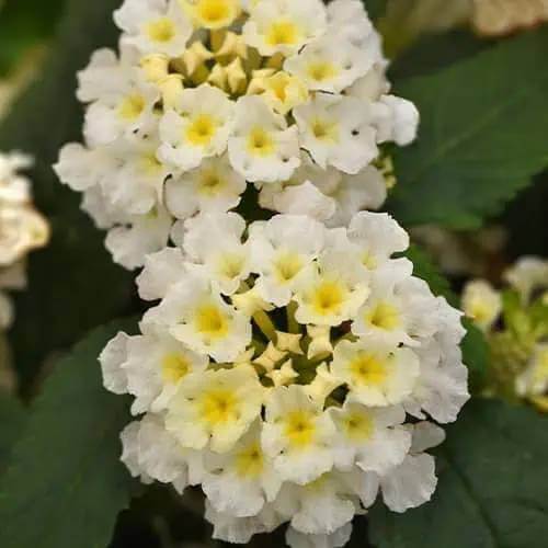 Lucky White Lantana Seeds - Ornamental Plant Seeds For Home Gardens