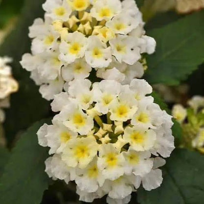 Lucky White Lantana Seeds - Ornamental Plant Seeds For Home Gardens