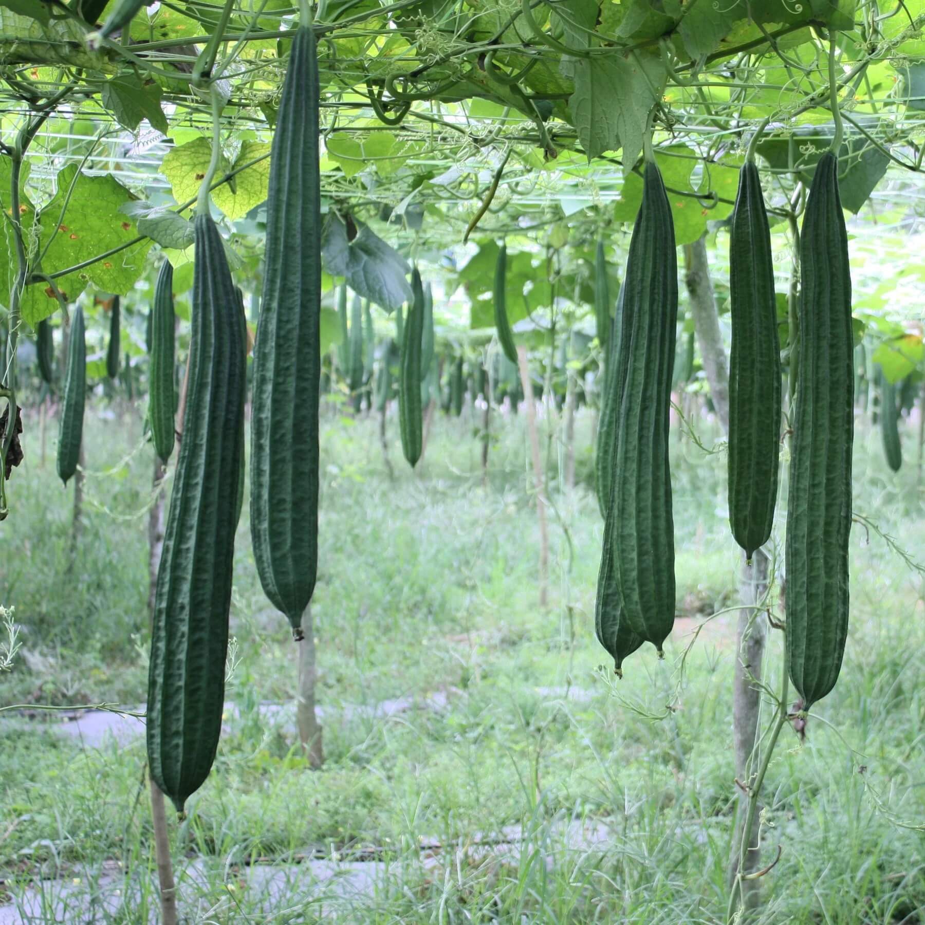 Luffa Seeds - Vegetable Plant for Home Gardens