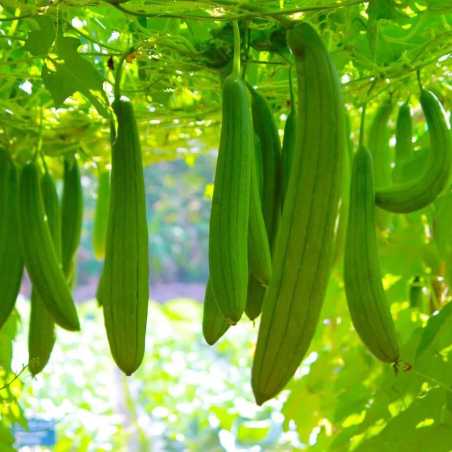 Luffa Seeds - Vegetable Plant for Home Gardens