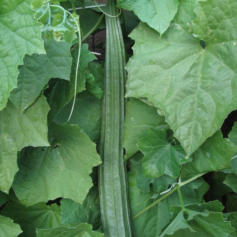 Luffa Seeds 