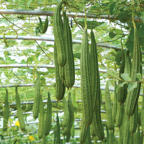 Luffa Seeds 