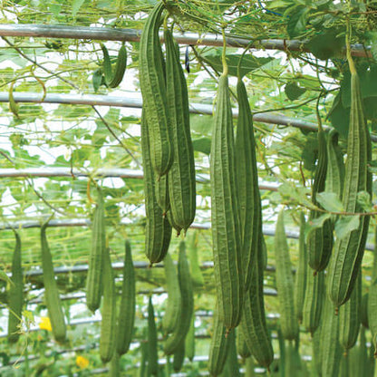 Luffa Seeds 