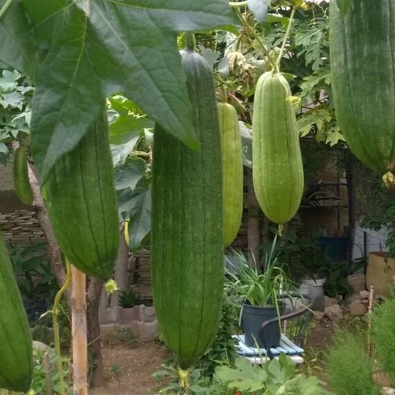 Luffa Seeds - Vegetable Plant for Home Gardens