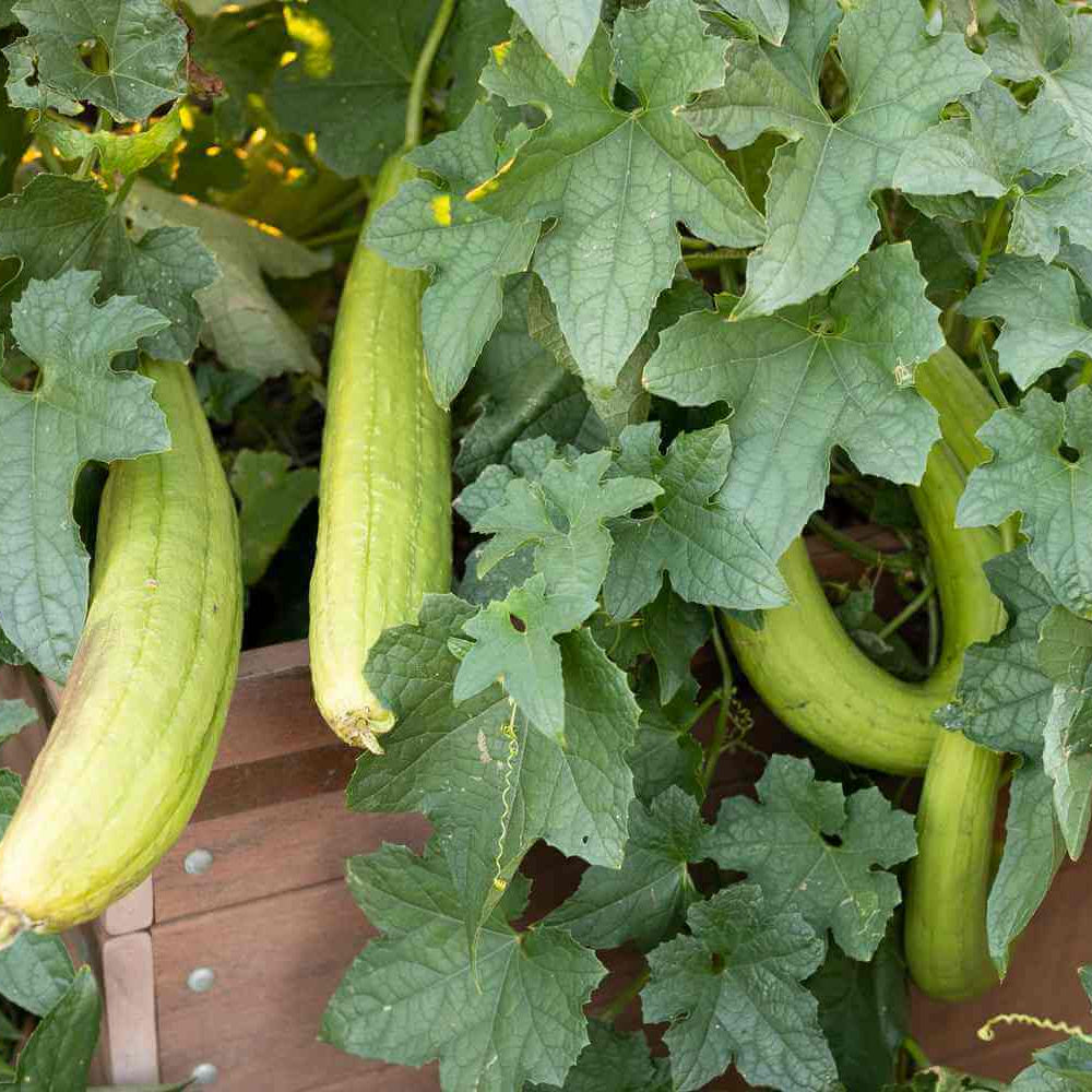 Luffa Seeds 
