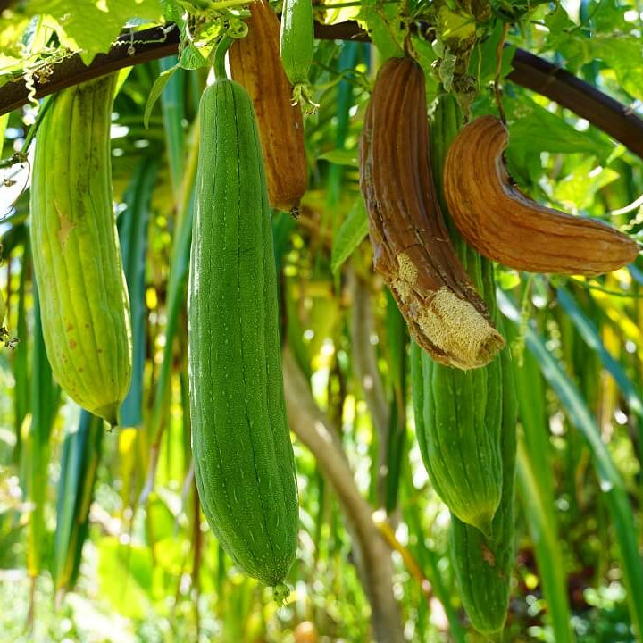 Luffa Seeds 