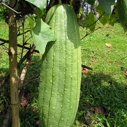 Luffa Seeds 