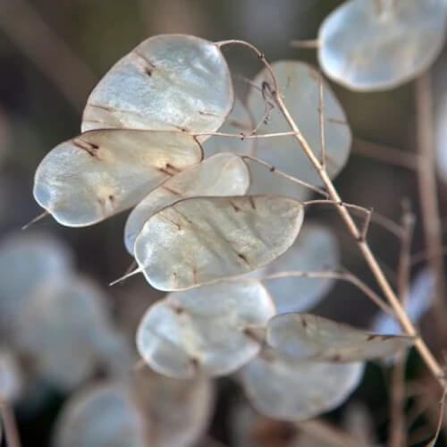 Lunaria Seeds - Flower Plant for Home Gardens