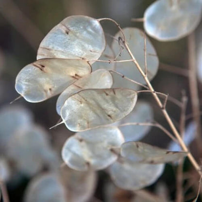 Lunaria Seeds - Flower Plant for Home Gardens