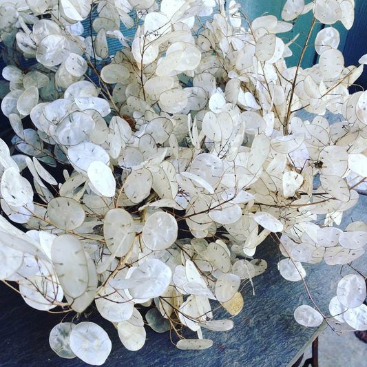 Lunaria Seeds - Flower Plant for Home Gardens